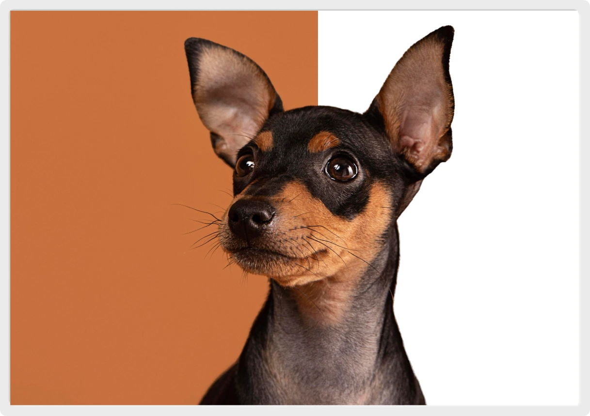 Animal background removal demo